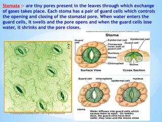 Stomata :- are tiny pores present in the leaves through which exchange
of gases takes place. Each stoma has a pair of guard cells which controls
the opening and closing of the stomatal pore. When water enters the
guard cells, it swells and the pore opens and when the guard cells lose
water, it shrinks and the pore closes.
© Galaxysite.weebly.com - All Rights Reserved
 