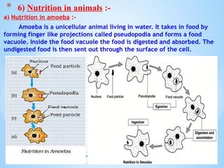 a) Nutrition in amoeba :-
Amoeba is a unicellular animal living in water. It takes in food by
forming finger like projections called pseudopodia and forms a food
vacuole. Inside the food vacuole the food is digested and absorbed. The
undigested food is then sent out through the surface of the cell.
© Galaxysite.weebly.com - All Rights Reserved
* 6) Nutrition in animals :-
 