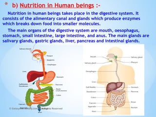 Nutrition in human beings takes place in the digestive system. It
consists of the alimentary canal and glands which produce enzymes
which breaks down food into smaller molecules.
The main organs of the digestive system are mouth, oesophagus,
stomach, small intestine, large intestine, and anus. The main glands are
salivary glands, gastric glands, liver, pancreas and intestinal glands.
© Galaxysite.weebly.com - All Rights Reserved
* b) Nutrition in Human beings :-
 