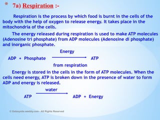 Respiration is the process by which food is burnt in the cells of the
body with the help of oxygen to release energy. It takes place in the
mitochondria of the cells.
The energy released during respiration is used to make ATP molecules
(Adenosine tri phosphate) from ADP molecules (Adenosine di phosphate)
and inorganic phosphate.
Energy
ADP + Phosphate ATP
from respiration
Energy is stored in the cells in the form of ATP molecules. When the
cells need energy, ATP is broken down in the presence of water to form
ADP and energy is released.
water
ATP ADP + Energy
© Galaxysite.weebly.com - All Rights Reserved
* 7a) Respiration :-
 