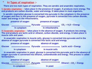 There are two main types of respiration. They are aerobic and anaerobic respiration.
i) Aerobic respiration :- takes place in the presence of oxygen. It produces more energy. The
end products are carbon dioxide, water and energy. It takes place in most organisms.
In aerobic respiration glucose is converted into pyruvate in the cytoplasm in the presence
of oxygen and then in the presence of oxygen, pyruvate is converted into carbon dioxide,
water and energy in the mitochondria.
presence of oxygen presence of oxygen
Glucose Pyruvate CO2 + H2O + Energy
in cytoplasm in mitochondria
ii) Anaerobic respiration :- takes place in the absence of oxygen. It produces less energy.
The end products are lactic acid or ethanol, carbon dioxide, and energy. It takes place in
muscle cells and yeast.
In anaerobic respiration in muscle cells, glucose is converted into pyruvate and in the
absence of oxygen pyruvate is converted into lactic acid and energy.
presence of oxygen absence of oxygen
Glucose Pyruvate Lactic acid + Energy
in cytoplasm in muscle cells
In anaerobic respiration in yeast, glucose is converted into pyruvate and in the absence of
oxygen pyruvate is converted into ethanol, carbondioxide and energy. This process is called
fermentation.
presence of oxygen absence of oxygen
Glucose Pyruvate Ethanol + CO2 + Energy
in cytoplasm in yeast
© Galaxysite.weebly.com - All Rights Reserved
* b) Types of respiration :-
 