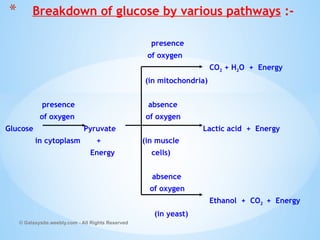 presence
of oxygen
CO2 + H2O + Energy
(in mitochondria)
presence absence
of oxygen of oxygen
Glucose Pyruvate Lactic acid + Energy
in cytoplasm + (in muscle
Energy cells)
absence
of oxygen
Ethanol + CO2 + Energy
(in yeast)
© Galaxysite.weebly.com - All Rights Reserved
* Breakdown of glucose by various pathways :-
 