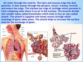 Air enter through the nostrils. The hairs and mucous traps the dust
particles. It then passes through the phraynx, larynx, trachea, bronchi
and enters the lungs. The trachea has rings of cartilage which prevents it
from collapsing when there is no air in the trachea. The bronchi divides
into smaller tubes called bronchioles which ends in tiny air sacs called
alveoli. The alveoli is supplied with blood vessels through which
exchange of gases takes place. The alveoli helps to increase the surface
area for the exchange of gases.
© Galaxysite.weebly.com - All Rights Reserved
 