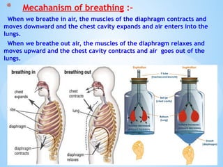 When we breathe in air, the muscles of the diaphragm contracts and
moves downward and the chest cavity expands and air enters into the
lungs.
When we breathe out air, the muscles of the diaphragm relaxes and
moves upward and the chest cavity contracts and air goes out of the
lungs.
© Galaxysite.weebly.com - All Rights Reserved
* Mecahanism of breathing :-
 