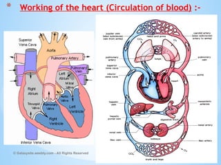 © Galaxysite.weebly.com - All Rights Reserved
* Working of the heart (Circulation of blood) :-
 