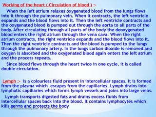 Working of the heart ( Circulation of blood ) :-
When the left atrium relaxes oxygenated blood from the lungs flows
into it through the pulmonary vein. When it contracts, the left ventricle
expands and the blood flows into it. Then the left ventricle contracts and
the oxygenated blood is pumped out through the aorta to all parts of the
body. After circulating through all parts of the body the deoxygenated
blood enters the right atrium through the vena cava. When the right
atrium contracts, the right ventricle expands and the blood flows into it.
Then the right ventricle contracts and the blood is pumped to the lungs
through the pulmonary artery. In the lungs carbon dioxide is removed and
oxygen is absorbed and the oxygenated blood again enters the left atrium
and the process repeats.
Since blood flows through the heart twice in one cycle, it is called
double circulation.
Lymph :- is a colourless fluid present in intercellular spaces. It is formed
from the plasma which escapes from the capillaries. Lymph drains into
lymphatic capillaries which forms lymph vessels and joins into large veins.
Lymph transports digested fats and drains excess fluids from
intercellular spaces back into the blood. It contains lymphocytes which
kills germs and protects the body
© Galaxysite.weebly.com - All Rights Reserved
 