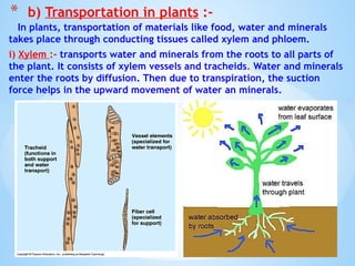 In plants, transportation of materials like food, water and minerals
takes place through conducting tissues called xylem and phloem.
i) Xylem :- transports water and minerals from the roots to all parts of
the plant. It consists of xylem vessels and tracheids. Water and minerals
enter the roots by diffusion. Then due to transpiration, the suction
force helps in the upward movement of water an minerals.
© Galaxysite.weebly.com - All Rights Reserved
* b) Transportation in plants :-
 