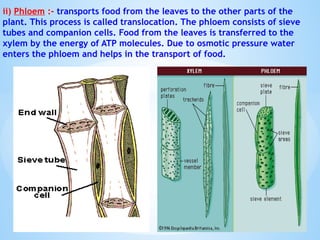 ii) Phloem :- transports food from the leaves to the other parts of the
plant. This process is called translocation. The phloem consists of sieve
tubes and companion cells. Food from the leaves is transferred to the
xylem by the energy of ATP molecules. Due to osmotic pressure water
enters the phloem and helps in the transport of food.
© Galaxysite.weebly.com - All Rights Reserved
 