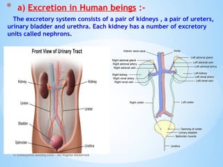 The excretory system consists of a pair of kidneys , a pair of ureters,
urinary bladder and urethra. Each kidney has a number of excretory
units called nephrons.
© Galaxysite.weebly.com - All Rights Reserved
* a) Excretion in Human beings :-
 