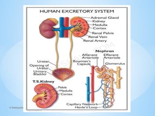 © Galaxysite.weebly.com - All Rights Reserved
 