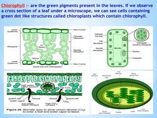 Chlorophyll :- are the green pigments present in the leaves. If we observe
a cross section of a leaf under a microscope, we can see cells containing
green dot like structures called chloroplasts which contain chlorophyll.
© Galaxysite.weebly.com - All Rights Reserved
 
