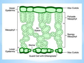 © Galaxysite.weebly.com - All Rights Reserved
 