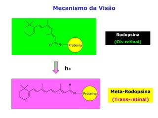 Mecanismo da Visão

Rodopsina
H

N

(Cis-retinal)

Proteína

hν
H
N

Proteína

Meta-Rodopsina
(Trans-retinal)

 
