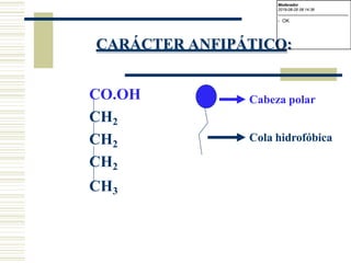 CARÁCTER ANFIPÁTICO:
CO.OH
CH2
CH2
CH2
CH3
Cabeza polar
Cola hidrofóbica
Moderador
2019-08-29 08:14:36
-------------------------------------------
- OK
 