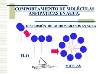 COMPORTAMIENTO DE MOLÉCULAS
MICELAS
ANFIPÁTICAS ENAGUA:
DISPERSIÓN DE ÁCIDOS GRASOS ENAGUA
H2O
 