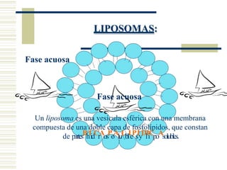 LIPOSOMAS:
Fase acuosa
Fase acuosa
Un liposoma es una vesícula esférica con una membrana
compuesta de una doble capa de fosfolípidos, que constan
de partesBhIidCrAosPoAluLblIePsIyDlIiCpoAsolubles.
 