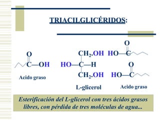 TRIACILGLICÉRIDOS:
O
CH2.OH HO C
O
C—OH HO—C—H O
CH2.OH HO—C
L-glicerol
Acido graso
Acido graso
Esterificación del L-glicerol con tres ácidos grasos
libres, con pérdida de tres moléculas de agua...
 