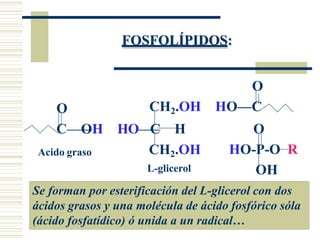 FOSFOLÍPIDOS:
O
CH2.OH HO—C
O
HO-P-O R
OH
O
C OH HO C H
CH2.OH
L-glicerol
Se forman por esterificación del L-glicerol con dos
ácidos grasos y una molécula de ácido fosfórico sóla
(ácido fosfatídico) ó unida a un radical…
Acido graso
 