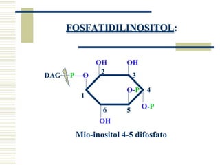 FOSFATIDILINOSITOL:
OH OH
O-P
O-P 4
3
2
6 5
1
DAG P O
OH
Mio-inositol 4-5 difosfato
 