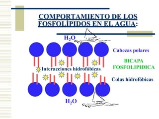 COMPORTAMIENTO DE LOS
FOSFOLÍPIDOS EN EL AGUA:
Interacciones hidrofóbicas
H2O
H2O
Cabezas polares
BICAPA
FOSFOLIPIDICA
Colas hidrofóbicas
 