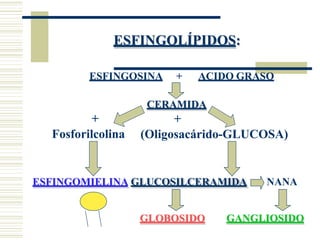 ESFINGOLÍPIDOS:
ESFINGOSINA + ACIDO GRASO
+
Fosforilcolina
CERAMIDA
+
(Oligosacárido-GLUCOSA)
ESFINGOMIELINA GLUCOSILCERAMIDA NANA
GLOBOSIDO GANGLIOSIDO
 