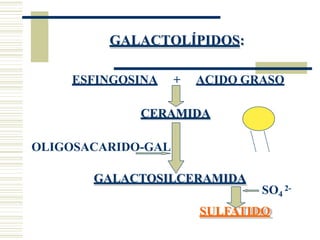 GALACTOLÍPIDOS:
ESFINGOSINA + ACIDO GRASO
CERAMIDA
OLIGOSACARIDO-GAL
GALACTOSILCERAMIDA
SULFATIDO
SO4
2-
 