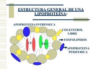 ESTRUCTURA GENERAL DE UNA
LIPOPROTEÍNA:
APOPROTEINA
PERIFERICA
TAG
CE
APOPROTEINAINTRINSECA
COLESTEROL
LIBRE
FOSFOLIPIDOS
 