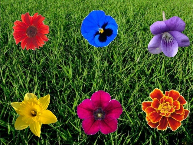 6 little flowers