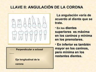 LLAVE II: ANGULACIÓN DE LA CORONA

                             La angulación varía de
                            acuerdo al diente que se
                            trate.
                            • En los dientes
                            superiores es máxima
                            en los caninos y mínima
                            en los premolares.
                            • En inferior es también
  Perpendicular a oclusal   mayor en los caninos,
                            pero mínima en los
                            restantes dientes.
  Eje longitudinal de la
  corona
 