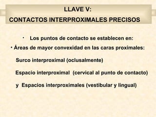 LLAVE V:
CONTACTOS INTERPROXIMALES PRECISOS

    •   Los puntos de contacto se establecen en:
• Áreas de mayor convexidad en las caras proximales:

  Surco interproximal (oclusalmente)

 Espacio interproximal (cervical al punto de contacto)

  y Espacios interproximales (vestibular y lingual)
 
