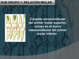 Asociada a la relación molar descrita en el primer sub grupo.
SUB GRUPO 2: RELACIÓN MOLAR
Cresta marginal
distal del prime...