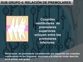 SUB GRUPO 4: RELACIÓN DE PREMOLARES




                                 Cúspides
                             vestibulares de
                               premolares
                               superiores
                            ocluyen entre los
                               premolares
                                inferiores


  Relaciones de premolares considerando por separado las cúspides
  vestibulares de las linguales. Asociada a la relación molar descrita
  en el primer sub grupo
 