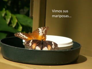 Vimos sus mariposas… 