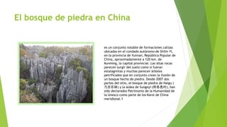 El bosque de piedra en China
es un conjunto notable de formaciones calizas
ubicadas en el condado autónomo de Shilin Yi,
en la provincia de Yunnan, República Popular de
China, aproximadamente a 120 km. de
Kunming, la capital provincial. Las altas rocas
parecen surgir del suelo como si fueran
estalagmitas y muchas parecen árboles
petrificados que en conjunto crean la ilusión de
un bosque hecho de piedra. Desde 2007 dos
partes del sitio, el bosque de piedra de Naigu (
乃古石林) y la aldea de Suogeyi (所各邑村), han
sido declarados Patrimonio de la Humanidad de
la Unesco como parte de los Karst de China
meridional.1
 