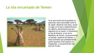 La isla encantada de Yemen
Ya se que mucho les ha gustado un
paseo por islas encantadas como la
de Japón. Bastante más lejos, existe
un lugar en el que si despertáramos
sin saberlo, pensaríamos que aún
seguimos en un sueño: si visitáramos
la isla de Socotra, al sur de la
República de Yemen, encontraríamos
un paisaje, especies de árboles, y
hasta animales que probablemente
jamás hayamos visto siquiera en
fotografías, y nos parecerían más
bien de ficción.
 