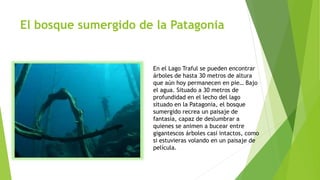 El bosque sumergido de la Patagonia
En el Lago Traful se pueden encontrar
árboles de hasta 30 metros de altura
que aún hoy permanecen en pie… Bajo
el agua. Situado a 30 metros de
profundidad en el lecho del lago
situado en la Patagonia, el bosque
sumergido recrea un paisaje de
fantasía, capaz de deslumbrar a
quienes se animen a bucear entre
gigantescos árboles casi intactos, como
si estuvieras volando en un paisaje de
película.
 
