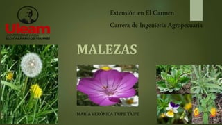 MARÍA VERÓNICA TAIPE TAIPE
Extensión en El Carmen
Carrera de Ingeniería Agropecuaria
MALEZAS
 