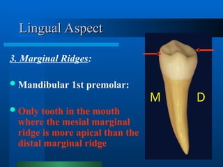 Comprehensive Anatomy and Morphology of Mandibular Premolars | PPT
