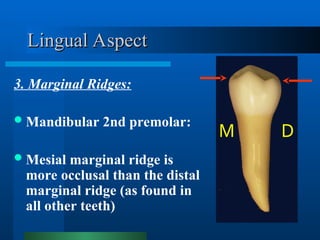Comprehensive Anatomy and Morphology of Mandibular Premolars | PPT