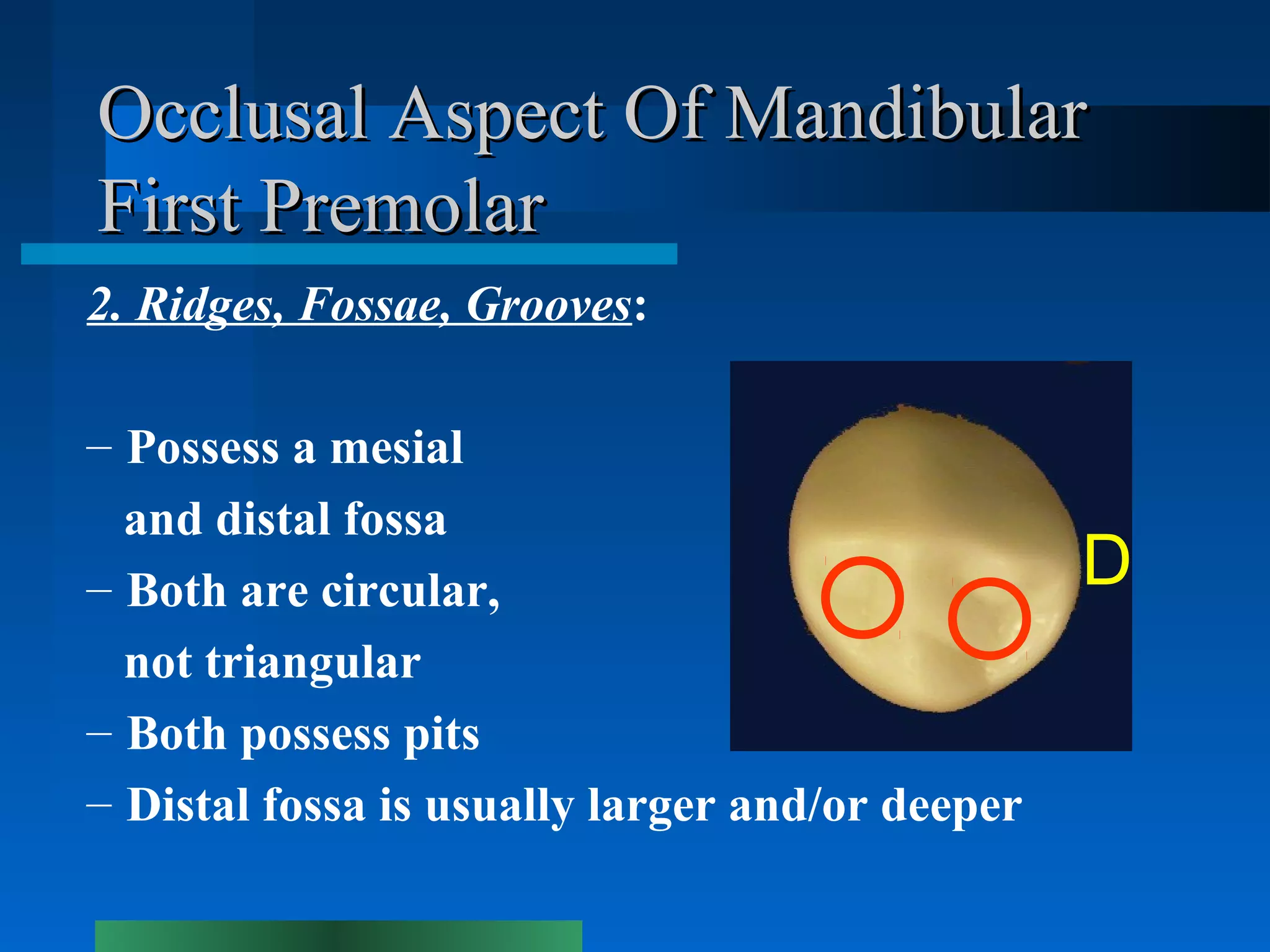 Mandibular Premolars | PPT