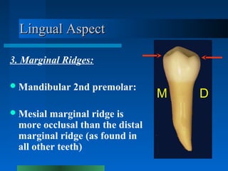Tooth Marginal Ridge Gum Mandibular Premolars | PPT