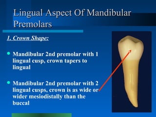 Lingual Aspect Of MandibularLingual Aspect Of Mandibular
PremolarsPremolars
1. Crown Shape:
 Mandibular 2nd premolar with...