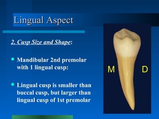 Lingual AspectLingual Aspect
2. Cusp Size and Shape:
 Mandibular 2nd premolar
with 1 lingual cusp:
 Lingual cusp is smal...