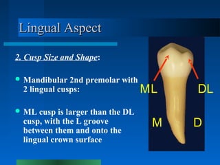 2. Cusp Size and Shape:
 Mandibular 2nd premolar with
2 lingual cusps:
 ML cusp is larger than the DL
cusp, with the L g...