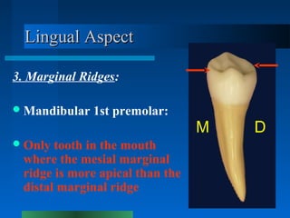 Lingual AspectLingual Aspect
3. Marginal Ridges:
Mandibular 1st premolar:
Only tooth in the mouth
where the mesial margi...