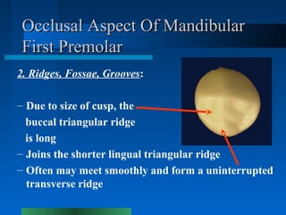 Occlusal Aspect Of MandibularOcclusal Aspect Of Mandibular
First PremolarFirst Premolar
2. Ridges, Fossae, Grooves:
– Due ...