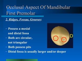 Occlusal Aspect Of MandibularOcclusal Aspect Of Mandibular
First PremolarFirst Premolar
2. Ridges, Fossae, Grooves:
– Poss...