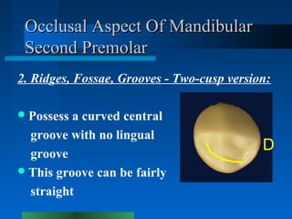 Occlusal Aspect Of MandibularOcclusal Aspect Of Mandibular
Second PremolarSecond Premolar
2. Ridges, Fossae, Grooves - Two...