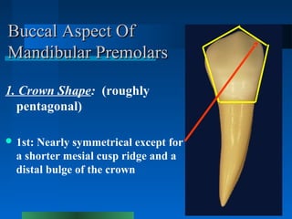Buccal Aspect OfBuccal Aspect Of
Mandibular PremolarsMandibular Premolars
1. Crown Shape: (roughly
pentagonal)
 1st: Near...