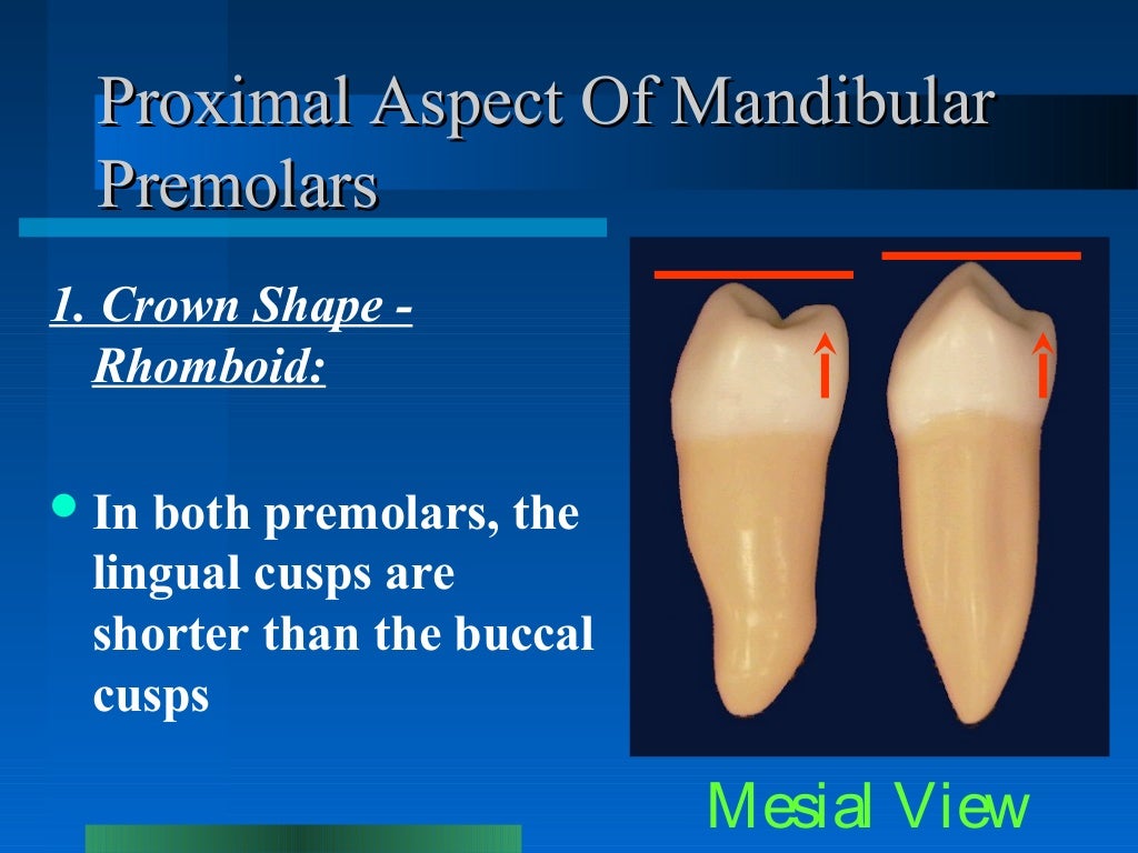 Mandibular Premolars